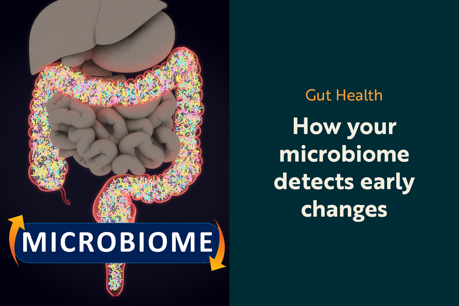 The Gut’s Early Warning System: How Your Microbiome Responds Before You Notice Anything